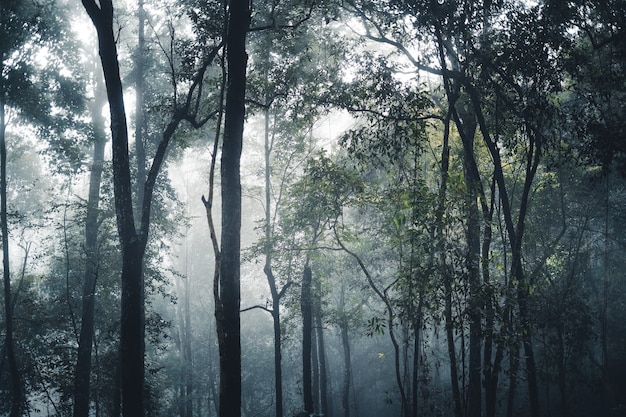 朝の霧の森の木々とコーヒーの木