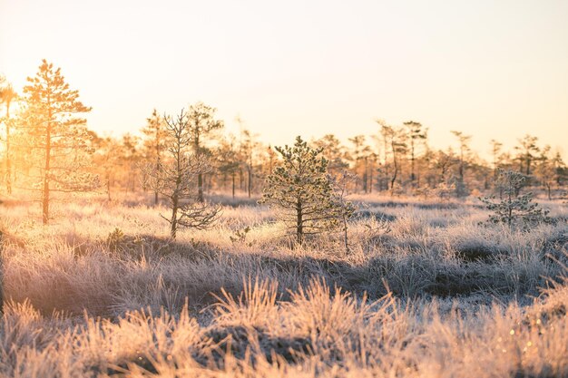 写真 冬の間晴れた空を背景に畑の木と草