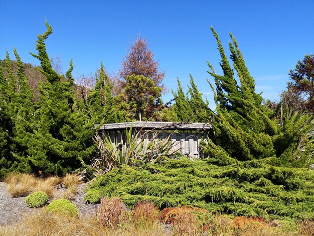 写真 澄んだ青い空を背景に森で成長する樹木と植物