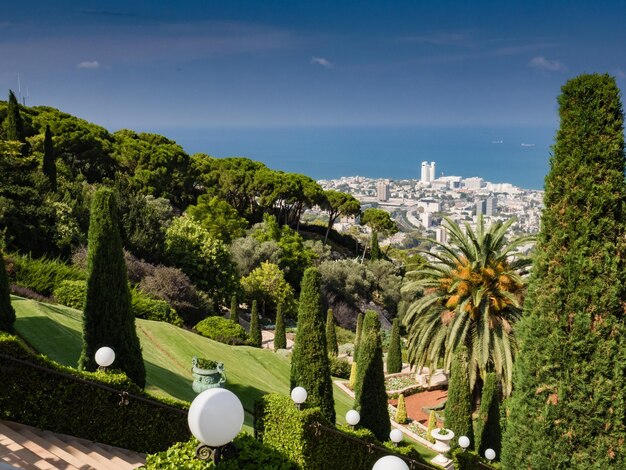 写真 空に照らされた街の木や植物