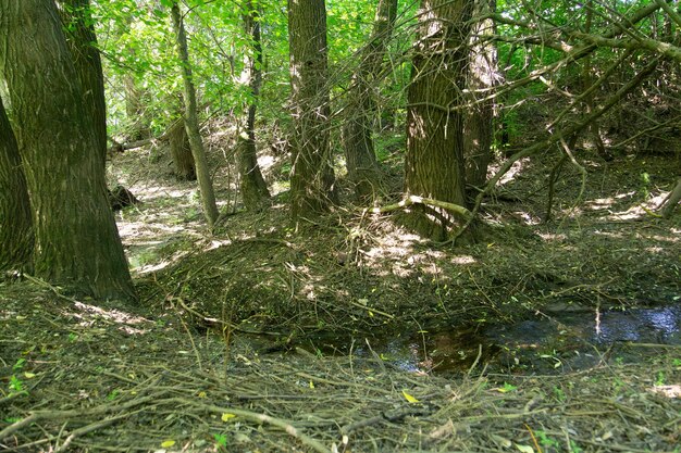 写真 夏の森の木と小さな小川