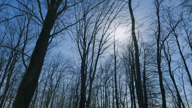 写真 樹木は鮮やかな青い空の木と 澄んだ青い空と 暖かい行進と対照的に 美しいシルエットです