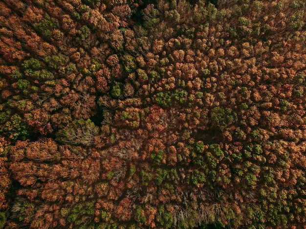 The trees are changing color in the forest