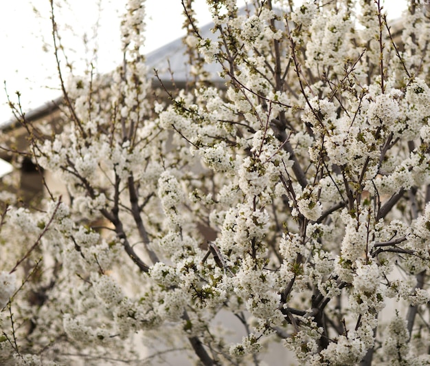 The trees are covered with rich flowers