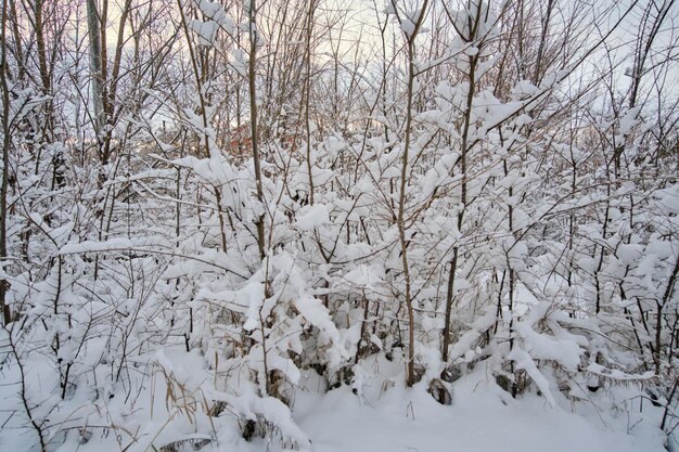 Trees are covered with snow after a snowfall Snowy winter