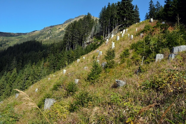 Photo trees are felled on the mountain slope there are many stumps left deforestation ecological problems