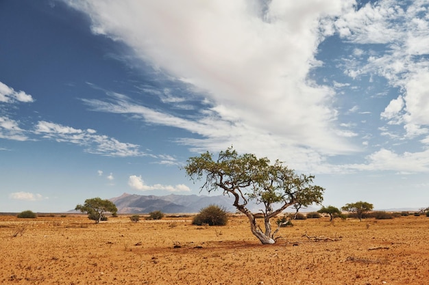 Trees are growing in the extreme climate land Majestic view of amazing landscapes in African desert