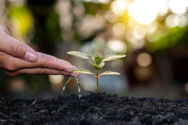 Gli alberi crescono su un terreno fertile e gli agricoltori stanno annaffiando gli alberi