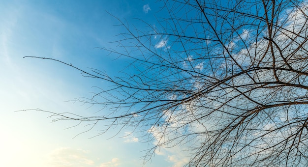 木々に枝が残っている幹と枝のシルエットふわふわの雲と青空の日光の背景を持つ田んぼの牧草地の土壌