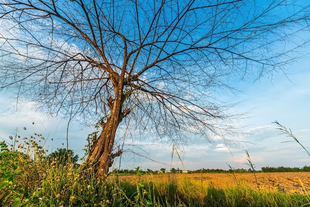 Trees are left with branches Silhouettes of trunks and branches a meadow soil in a rice field with fluffy clouds blue sky daylight background