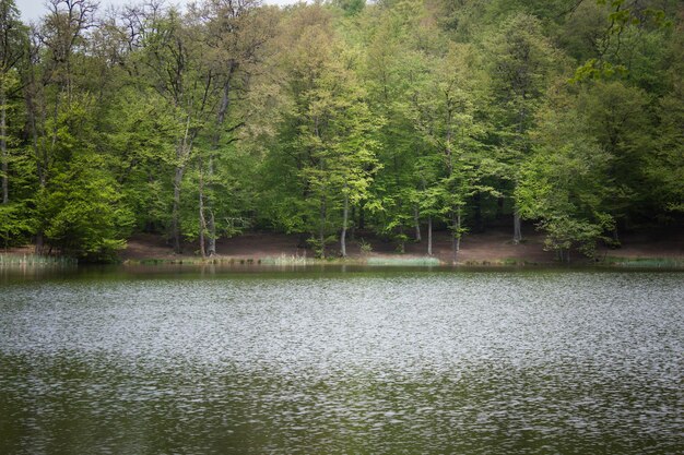 Trees are reflected in the forest lake