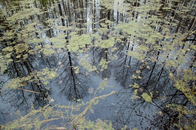 Trees are reflected in overgrown water in the swamp Swamp in the forest