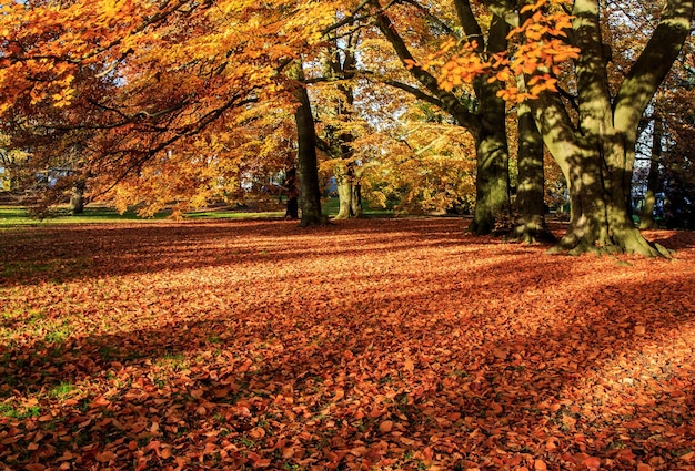 写真 秋の公園の木々