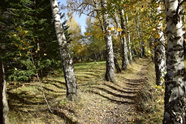 Trees in the autumn arboretum Ulyanovsk Russia