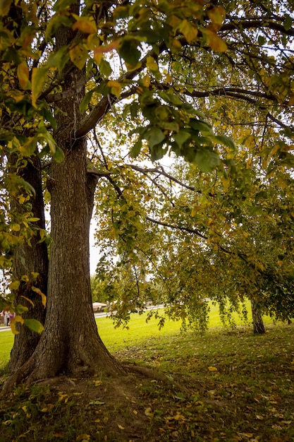 Foto alberi nel parco della città di autunno