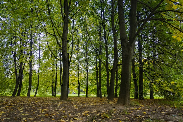 Trees in Autumn city park