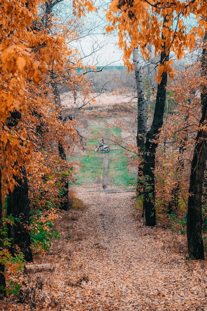 Trees in the autumn Park are covered with yellow leaves.