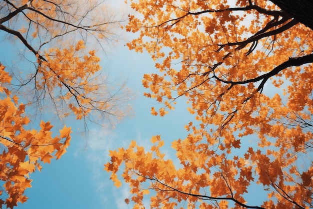Деревья в осеннем парке снизу желтые вершины деревьев фон голубого неба