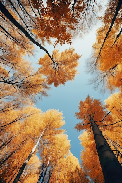 Trees in autumn park from below yellow tops of trees blue sky background