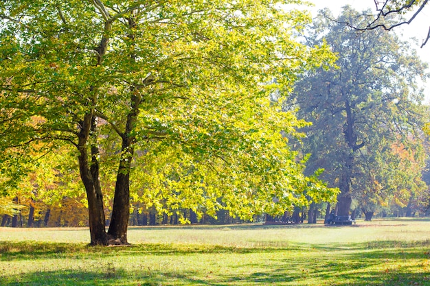 秋の公園の木々。