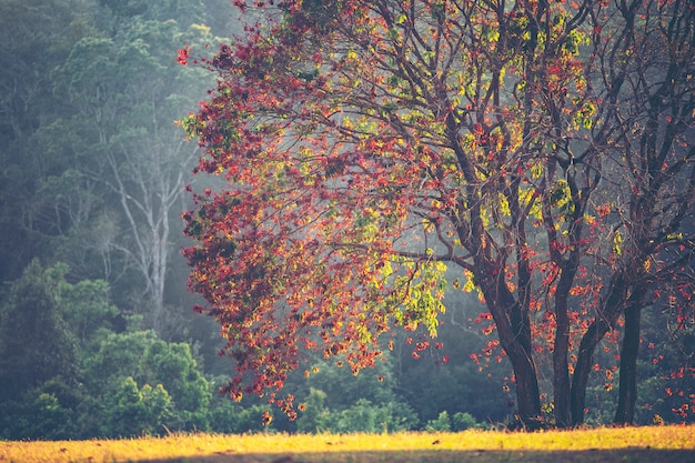 Trees in the autumn season, tropical forest