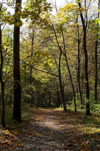 trees in the autumn season with changing foliage, different trees in the autumn season during leaf fall