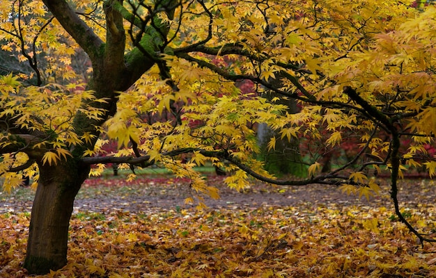 Photo trees in autumn