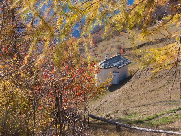 Trees in autumn