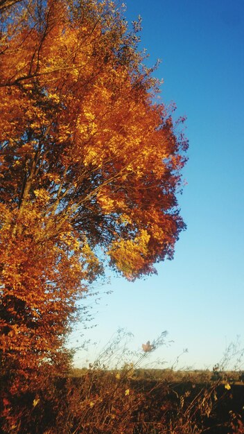 Trees in autumn