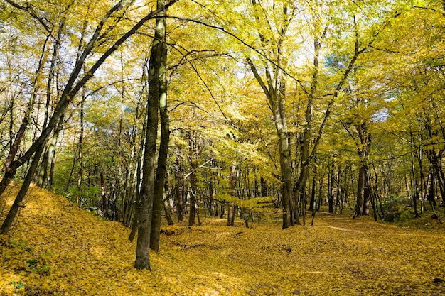 Foto alberi in autunno