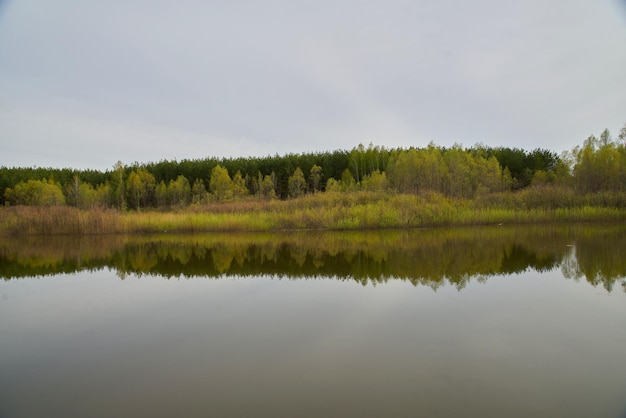 Trees on the background of the lake in cloudy weather