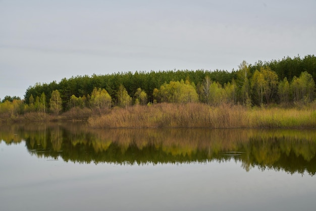 Trees on the background of the lake in cloudy weather