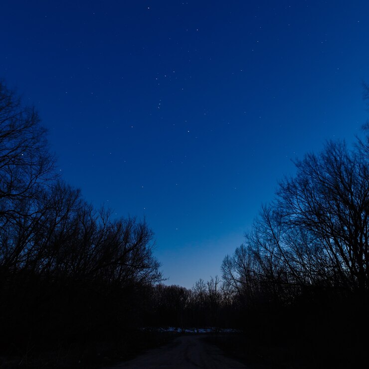 夜の星空を背景に木々