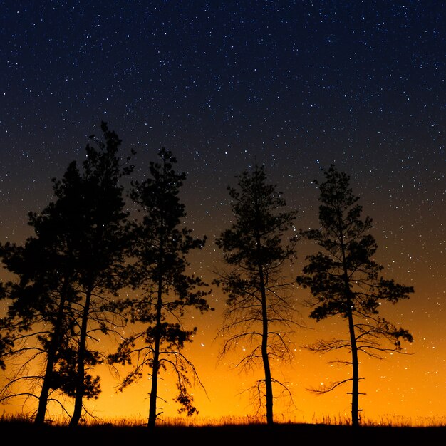 夜の星空を背景に木々