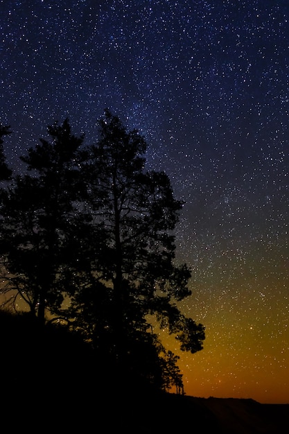 夜の星空を背景に木々