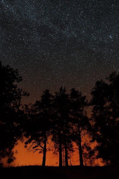 夜の星空を背景に木々