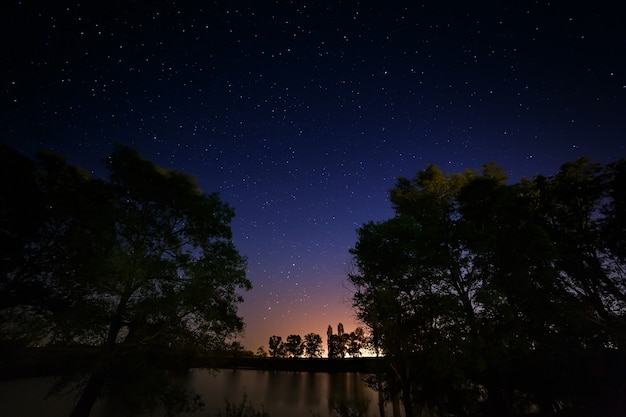 夜の星空を背景に木々