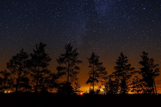 夜の星空を背景に木々