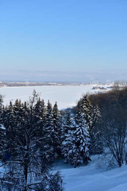 Trees on the banks of the Volga in winter