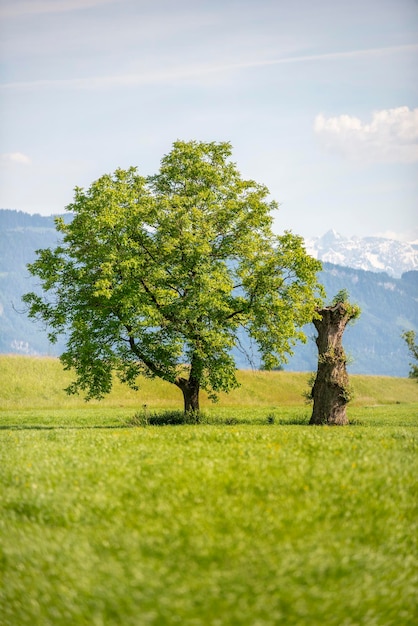 Trees in the Bavarian countryside near Munich with snowy mountains in the background