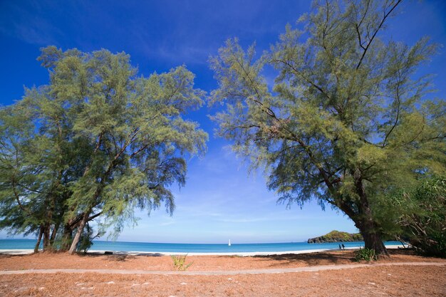 Trees on beach against blue sky