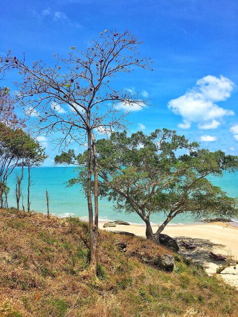 Trees on beach against blue sky