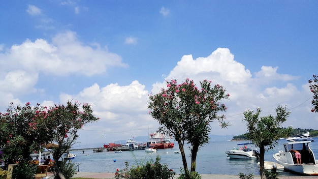 Photo trees at beach against blue sky