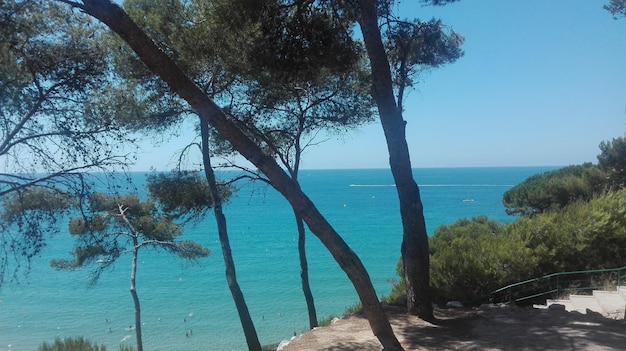 Foto alberi sulla spiaggia contro il cielo blu