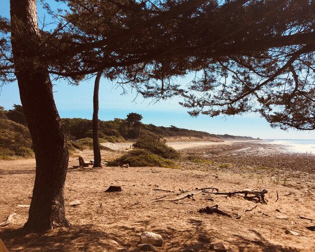 Trees on beach against sky