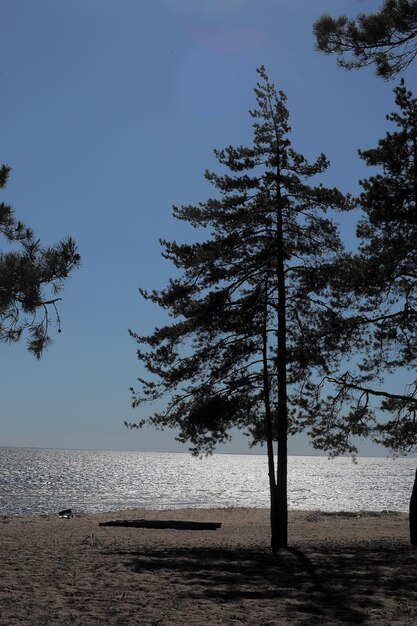 Trees on beach against sky