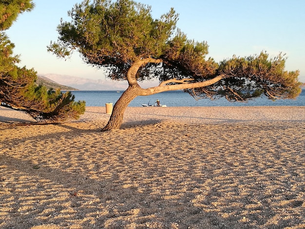 Foto alberi sulla spiaggia contro il cielo