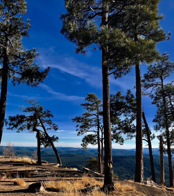 Trees on beach against sky