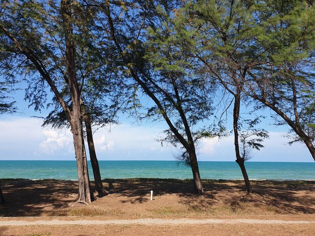 Foto alberi sulla spiaggia contro il cielo