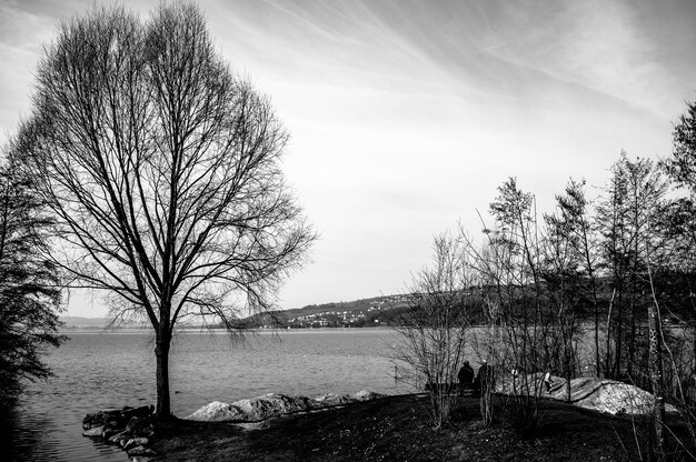 Trees on beach against sky